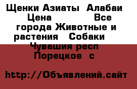 Щенки Азиаты (Алабаи) › Цена ­ 20 000 - Все города Животные и растения » Собаки   . Чувашия респ.,Порецкое. с.